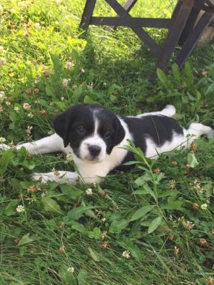 Male 3 - 6 wks old *Sold* Male 3 - 6 wks old *Sold*