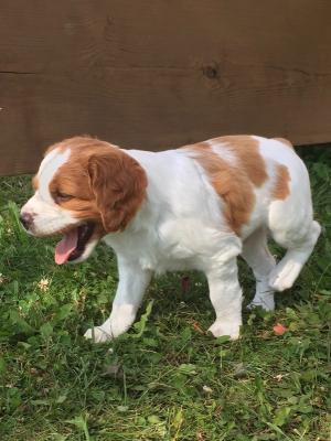 Male 2 - 6 wks old *Sold* Male 2 - 6 wks old *Sold*