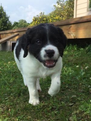 Male 4 - 6 wks old *Sold* Male 4 - 6 wks old *Sold*