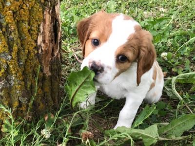 Male 1 - 6 wks old *Sold* Male 1 - 6 wks old *Sold*