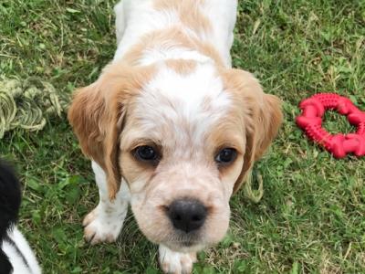 Female - 6 wks old *sold* Female - 6 wks old *sold*