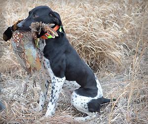 Great wild bird dogs Great wild bird dogs