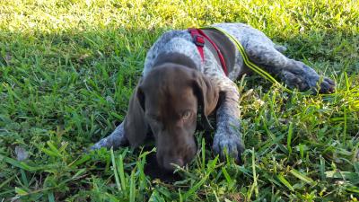 Male pup from first litter Male pup from first litter