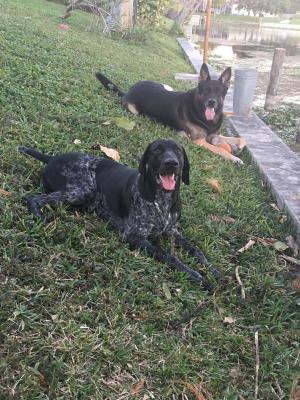 Male pup from first litter Male pup from first litter