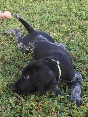 Male pup from first litter Male pup from first litter