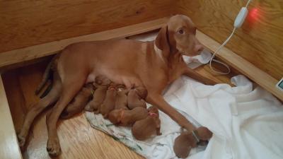 Dam with her puppies Dam with her puppies