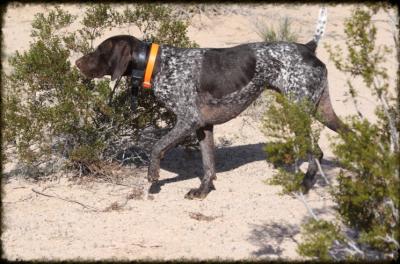 Sire: Bullitt
Whoa Nelly's Kennel Sire: Bullitt
Whoa Nelly's Kennel