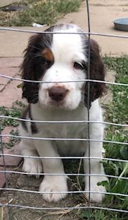 Liver & white tri male (Ebbet) Liver & white tri male (Ebbet)