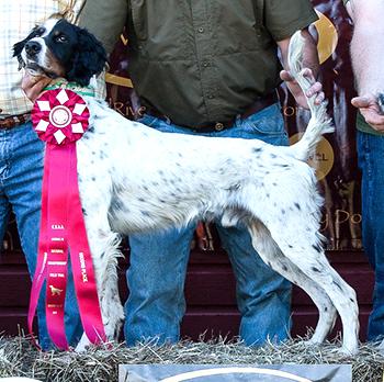 Sire: FC Sandy River Covey Sire: FC Sandy River Covey