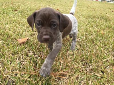 A puppy from our last litter A puppy from our last litter