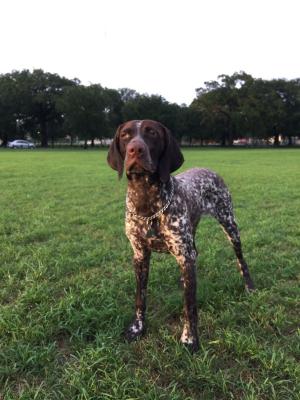 A puppy from one of our litters last year A puppy from one of our litters last year