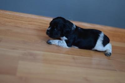 Black Tri Roan Female 1 Black Tri Roan Female 1