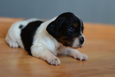 Black Tri Clear Female 2 Black Tri Clear Female 2