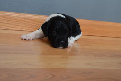 Black and White Clear Female Black and White Clear Female