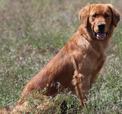 SIRE: HR MK's Rowdy Boys Rasin A Ruckus, JH SIRE: HR MK's Rowdy Boys Rasin A Ruckus, JH