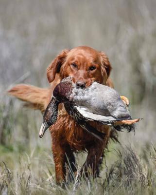 DAM - Lish's Lady Fetchem' Ducks JH DAM - Lish's Lady Fetchem' Ducks JH