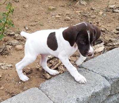 male available male available