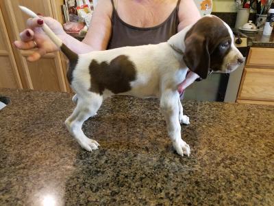 Male Available Male Available