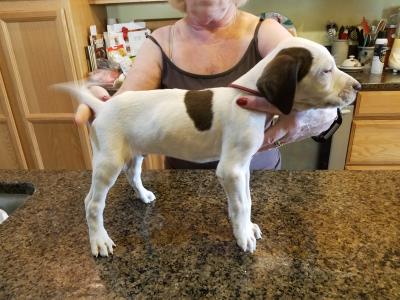 Male Available Male Available