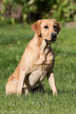 Gunny-the Sire Gunny-the Sire