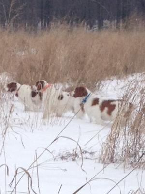 Coda is the middle dog on a cold afternoon hunt Coda is the middle dog on a cold afternoon hunt