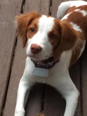 Lily as a pup Lily as a pup