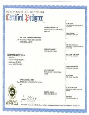 Lily's pedigree Lily's pedigree