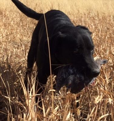 Are you looking for your next hunting companion?
Are you looking for your next hunting companion?