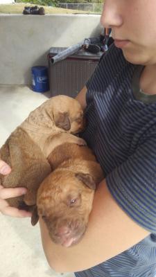 Puppies Puppies