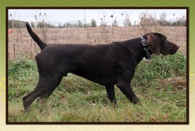 Sire: CH FSS KMK Esser Sambuca v Greif JH, NAI -
"Sambuca"
(KMK Norden Axel v Greif X GCH KMK Holy Mole v Greif JH) -
OFA HIPS=Good ~ Elbows=Normal ~ Cardiac=Clear ~ DNA#
Height - 26 / Weight - 75 Coat - Dense/Harsh
- Breeder: Donna Schauer of FSS Shorthairs
- Co-Owners: Kitty Keiner of KMK Shorthairs, Donna Schauer of FSS Shorthairs, Erica Morris of Aus dem Norden GSPs********************
Sire: CH FSS KMK Esser Sambuca v Greif JH, NAI -
"Sambuca"
(KMK Norden Axel v Greif X GCH KMK Holy Mole v Greif JH) -
OFA HIPS=Good ~ Elbows=Normal ~ Cardiac=Clear ~ DNA#
Height - 26 / Weight - 75 Coat - Dense/Harsh
- Breeder: Donna Schauer of FSS Shorthairs
- Co-Owners: Kitty Keiner of KMK Shorthairs, Donna Schauer of FSS Shorthairs, Erica Morris of Aus dem Norden GSPs********************