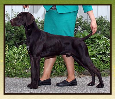 Sire: CH FSS KMK Esser Sambuca v Greif JH, NAI - "Sambuca"
Sire: CH FSS KMK Esser Sambuca v Greif JH, NAI - "Sambuca"