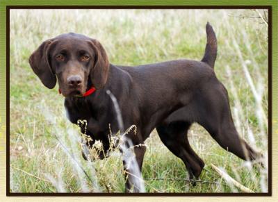 Dam: KMK Fetch'N Gretchen v Greif JH, NA I - "Gretchen" -
(Hells Canyon Hank v Geif X Craig Mountain Sage) -
OFA Hips=Excellent ~ Elbows=Normal ~ DNA#
Height - 22" ~ Weight 50 lb Coat Med Dense/Med Harsh
Dam: KMK Fetch'N Gretchen v Greif JH, NA I - "Gretchen" -
(Hells Canyon Hank v Geif X Craig Mountain Sage) -
OFA Hips=Excellent ~ Elbows=Normal ~ DNA#
Height - 22" ~ Weight 50 lb Coat Med Dense/Med Harsh