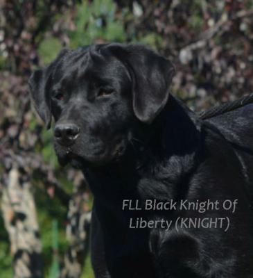 Knight (Dad of the Litter) Knight (Dad of the Litter)