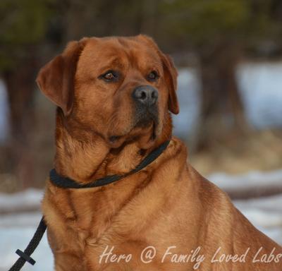 Hero (grandpa of the litter - Annie's dad) Hero (grandpa of the litter - Annie's dad)