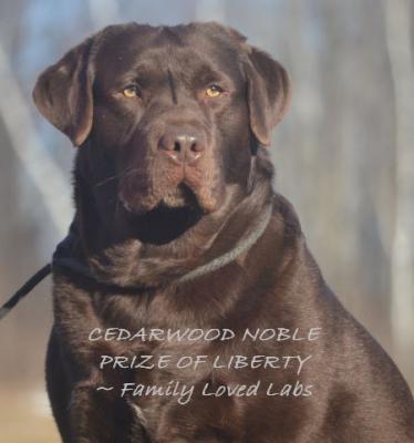 Noble (dad of the litter) Noble (dad of the litter)
