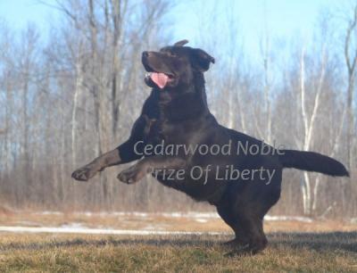 Noble playing (dad of the litter) Noble playing (dad of the litter)