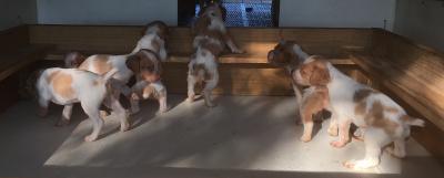 Litter pic 4 weeks Litter pic 4 weeks
