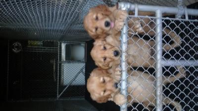 Left puppy Left puppy