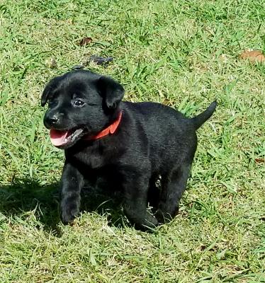 Female pup Female pup