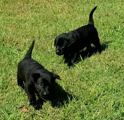 Female pups Female pups