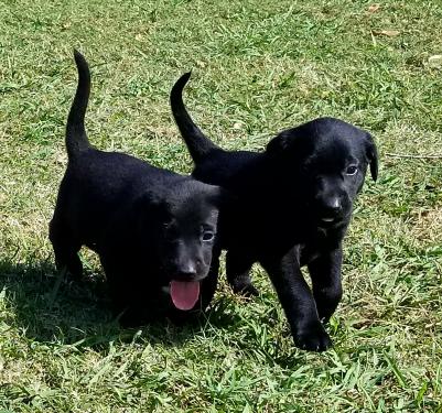 Male pups Male pups