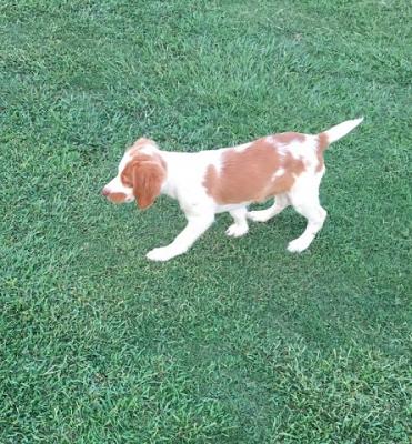 Dixie-Major Male Dixie-Major Male