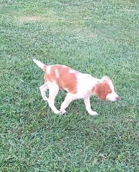 Dixie-Major Male Dixie-Major Male