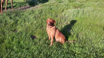 Sire of litter Sire of litter