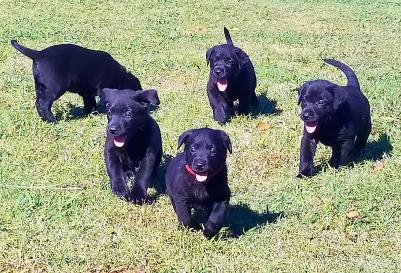 Pups Pups