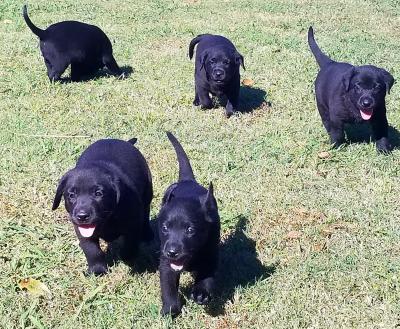 Pups Pups