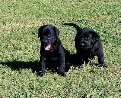 Pups Pups
