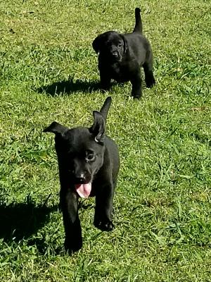 Pups Pups