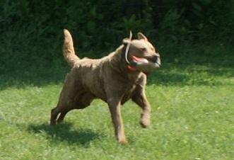 Lucky is son of Chesabars Copper Reflection GCH CH RN JH Lucky is son of Chesabars Copper Reflection GCH CH RN JH