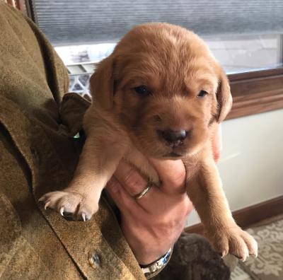 Female pup at two weeks Female pup at two weeks